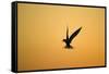 Common Tern in Flight Silhouette-null-Framed Stretched Canvas