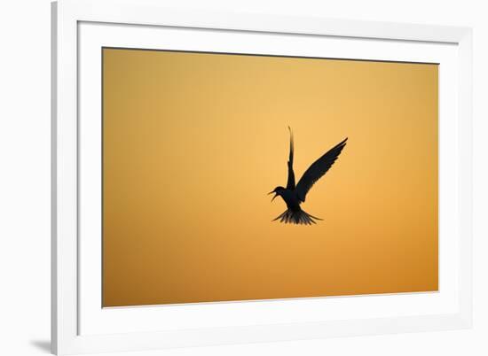 Common Tern in Flight Silhouette-null-Framed Photographic Print