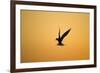 Common Tern in Flight Silhouette-null-Framed Photographic Print