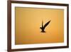 Common Tern in Flight Silhouette-null-Framed Photographic Print