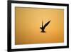 Common Tern in Flight Silhouette-null-Framed Photographic Print