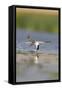 Common Tern in Flight-null-Framed Stretched Canvas