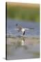 Common Tern in Flight-null-Stretched Canvas