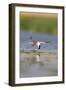 Common Tern in Flight-null-Framed Premium Photographic Print