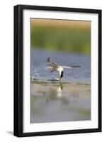 Common Tern in Flight-null-Framed Premium Photographic Print