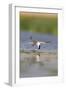 Common Tern in Flight-null-Framed Premium Photographic Print