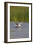 Common Tern in Flight-null-Framed Photographic Print