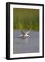 Common Tern in Flight-null-Framed Photographic Print