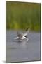 Common Tern in Flight-null-Mounted Photographic Print