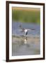 Common Tern in Flight-null-Framed Photographic Print