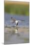 Common Tern in Flight-null-Mounted Photographic Print