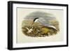 Common Tern (Sterna Hirundo)-John Gould-Framed Giclee Print
