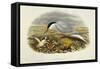 Common Tern (Sterna Hirundo)-John Gould-Framed Stretched Canvas
