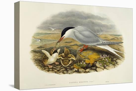 Common Tern (Sterna Hirundo)-John Gould-Stretched Canvas