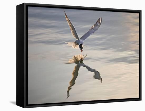 Common Tern Takes Fish at Sunset-null-Framed Stretched Canvas