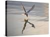 Common Tern Takes Fish at Sunset-null-Stretched Canvas