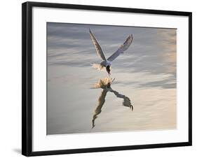 Common Tern Takes Fish at Sunset-null-Framed Photographic Print