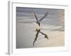 Common Tern Takes Fish at Sunset-null-Framed Photographic Print