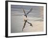 Common Tern Takes Fish at Sunset-null-Framed Photographic Print