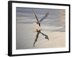 Common Tern Takes Fish at Sunset-null-Framed Photographic Print