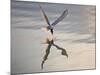 Common Tern Takes Fish at Sunset-null-Mounted Photographic Print