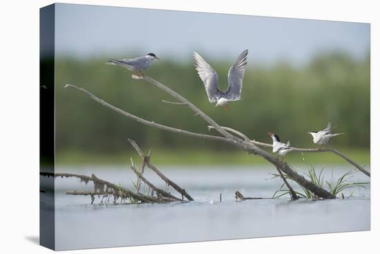 Common Terns (Sterna Hirundo) on Branches Sticking Out of Water, Lake Belau, Moldova, June 2009-Geslin-Stretched Canvas