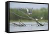 Common Terns (Sterna Hirundo) on Branches Sticking Out of Water, Lake Belau, Moldova, June 2009-Geslin-Framed Stretched Canvas