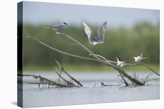 Common Terns (Sterna Hirundo) on Branches Sticking Out of Water, Lake Belau, Moldova, June 2009-Geslin-Stretched Canvas