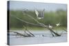 Common Terns (Sterna Hirundo) on Branches Sticking Out of Water, Lake Belau, Moldova, June 2009-Geslin-Stretched Canvas