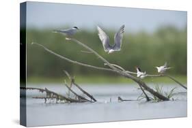 Common Terns (Sterna Hirundo) on Branches Sticking Out of Water, Lake Belau, Moldova, June 2009-Geslin-Stretched Canvas