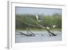 Common Terns (Sterna Hirundo) on Branches Sticking Out of Water, Lake Belau, Moldova, June 2009-Geslin-Framed Photographic Print