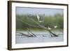 Common Terns (Sterna Hirundo) on Branches Sticking Out of Water, Lake Belau, Moldova, June 2009-Geslin-Framed Photographic Print