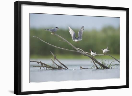 Common Terns (Sterna Hirundo) on Branches Sticking Out of Water, Lake Belau, Moldova, June 2009-Geslin-Framed Photographic Print