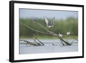 Common Terns (Sterna Hirundo) on Branches Sticking Out of Water, Lake Belau, Moldova, June 2009-Geslin-Framed Photographic Print