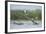 Common Terns (Sterna Hirundo) on Branches Sticking Out of Water, Lake Belau, Moldova, June 2009-Geslin-Framed Photographic Print