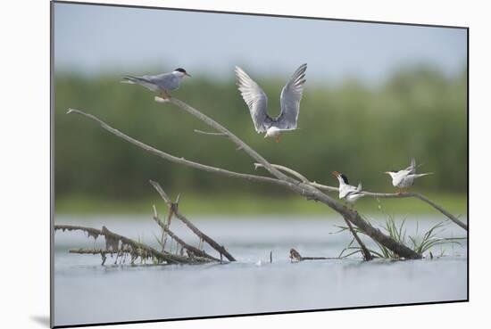 Common Terns (Sterna Hirundo) on Branches Sticking Out of Water, Lake Belau, Moldova, June 2009-Geslin-Mounted Photographic Print