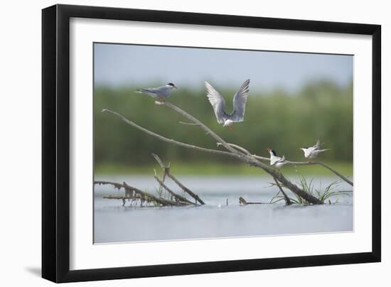 Common Terns (Sterna Hirundo) on Branches Sticking Out of Water, Lake Belau, Moldova, June 2009-Geslin-Framed Photographic Print