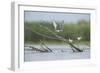 Common Terns (Sterna Hirundo) on Branches Sticking Out of Water, Lake Belau, Moldova, June 2009-Geslin-Framed Photographic Print