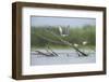 Common Terns (Sterna Hirundo) on Branches Sticking Out of Water, Lake Belau, Moldova, June 2009-Geslin-Framed Photographic Print