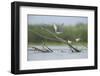 Common Terns (Sterna Hirundo) on Branches Sticking Out of Water, Lake Belau, Moldova, June 2009-Geslin-Framed Photographic Print