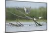 Common Terns (Sterna Hirundo) on Branches Sticking Out of Water, Lake Belau, Moldova, June 2009-Geslin-Mounted Photographic Print