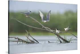 Common Terns (Sterna Hirundo) on Branches Sticking Out of Water, Lake Belau, Moldova, June 2009-Geslin-Stretched Canvas