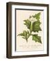 Common Thorn Apple or Thorny Apple of Peru or Devil's Apple or Jamestown / Jimson Weed-null-Framed Art Print