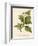 Common Thorn Apple or Thorny Apple of Peru or Devil's Apple or Jamestown / Jimson Weed-null-Framed Art Print