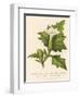 Common Thorn Apple or Thorny Apple of Peru or Devil's Apple or Jamestown / Jimson Weed-null-Framed Art Print