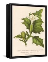 Common Thorn Apple or Thorny Apple of Peru or Devil's Apple or Jamestown / Jimson Weed-null-Framed Stretched Canvas