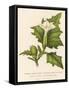 Common Thorn Apple or Thorny Apple of Peru or Devil's Apple or Jamestown / Jimson Weed-null-Framed Stretched Canvas