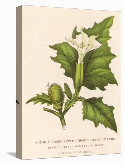 Common Thorn Apple or Thorny Apple of Peru or Devil's Apple or Jamestown / Jimson Weed-null-Stretched Canvas
