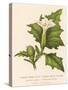 Common Thorn Apple or Thorny Apple of Peru or Devil's Apple or Jamestown / Jimson Weed-null-Stretched Canvas