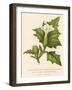 Common Thorn Apple or Thorny Apple of Peru or Devil's Apple or Jamestown / Jimson Weed-null-Framed Art Print